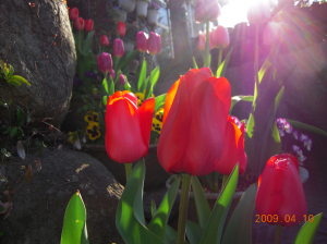 Coolpixs S600で撮影。