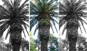 FZ18で撮影した３枚の画像を合成、左オリジナルモノクロ、真ん中オリジナルカラー、右フォトショップでモノクロ化