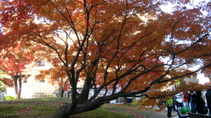 図書館前の中庭の紅葉は、今年は特に綺麗。IXYDIGITAL70で撮影